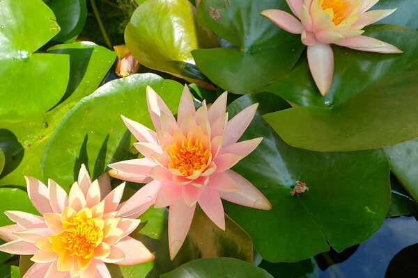 Termální lázně Bojnice