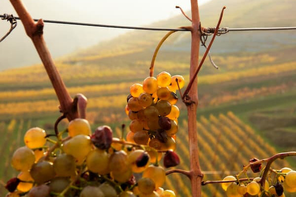 Wachau - romantika v údolí Dunaje