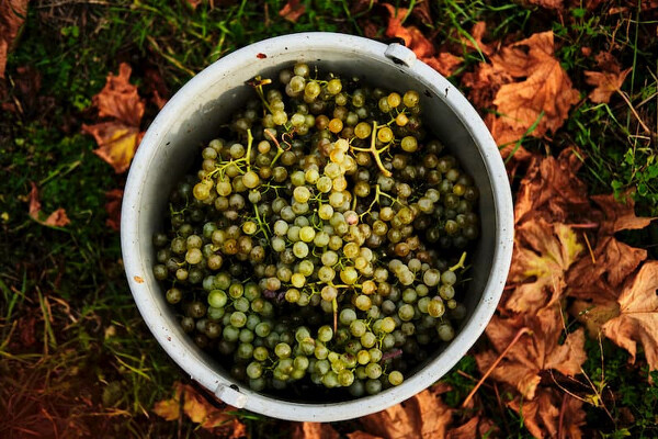 Wachau - romantika v údolí Dunaje
