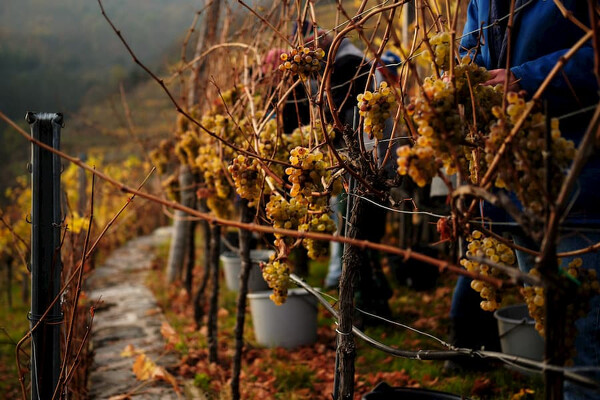 Wachau - romantika v údolí Dunaje