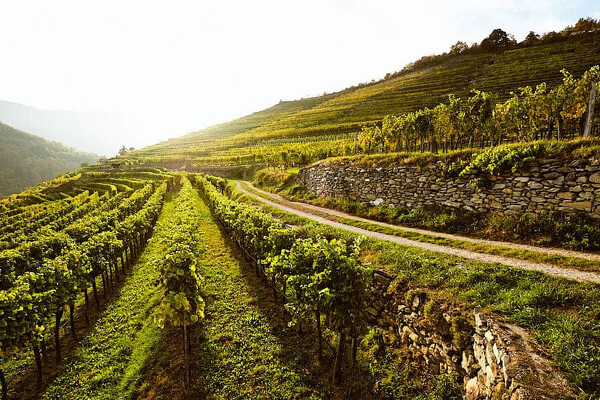 Wachau - romantika v údolí Dunaje