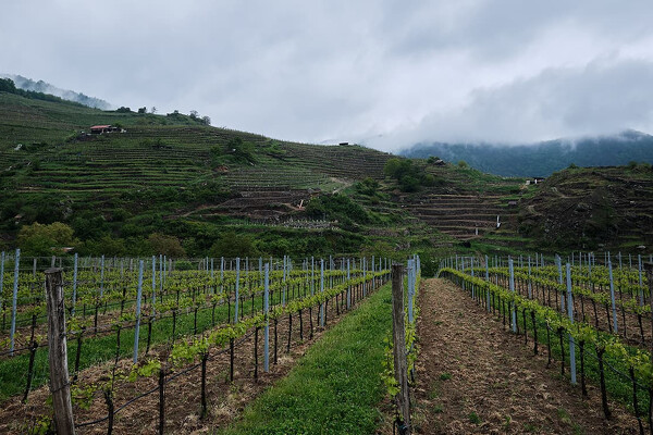 Wachau - romantika v údolí Dunaje