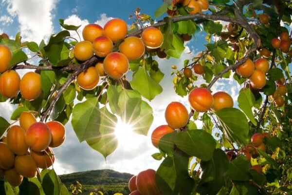 Wachau - romantika v údolí Dunaje