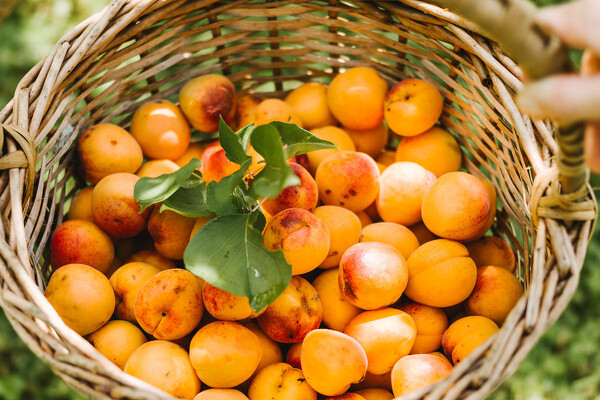 Wachau - romantika v údolí Dunaje