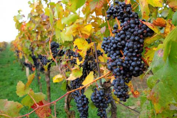 Jižní Morava - příroda, památky, víno